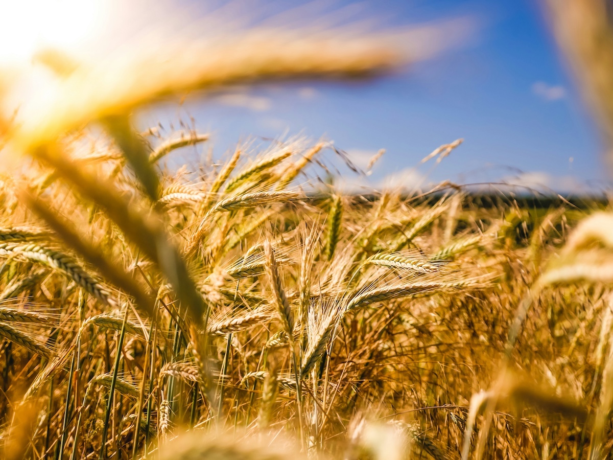 Tether s'offre Adecoagro pour 615 millions de dollars et s'ancre dans l'agriculture sud-am&eacute;ricaine
